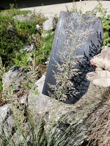 Grass, Lindheimer — whole plant