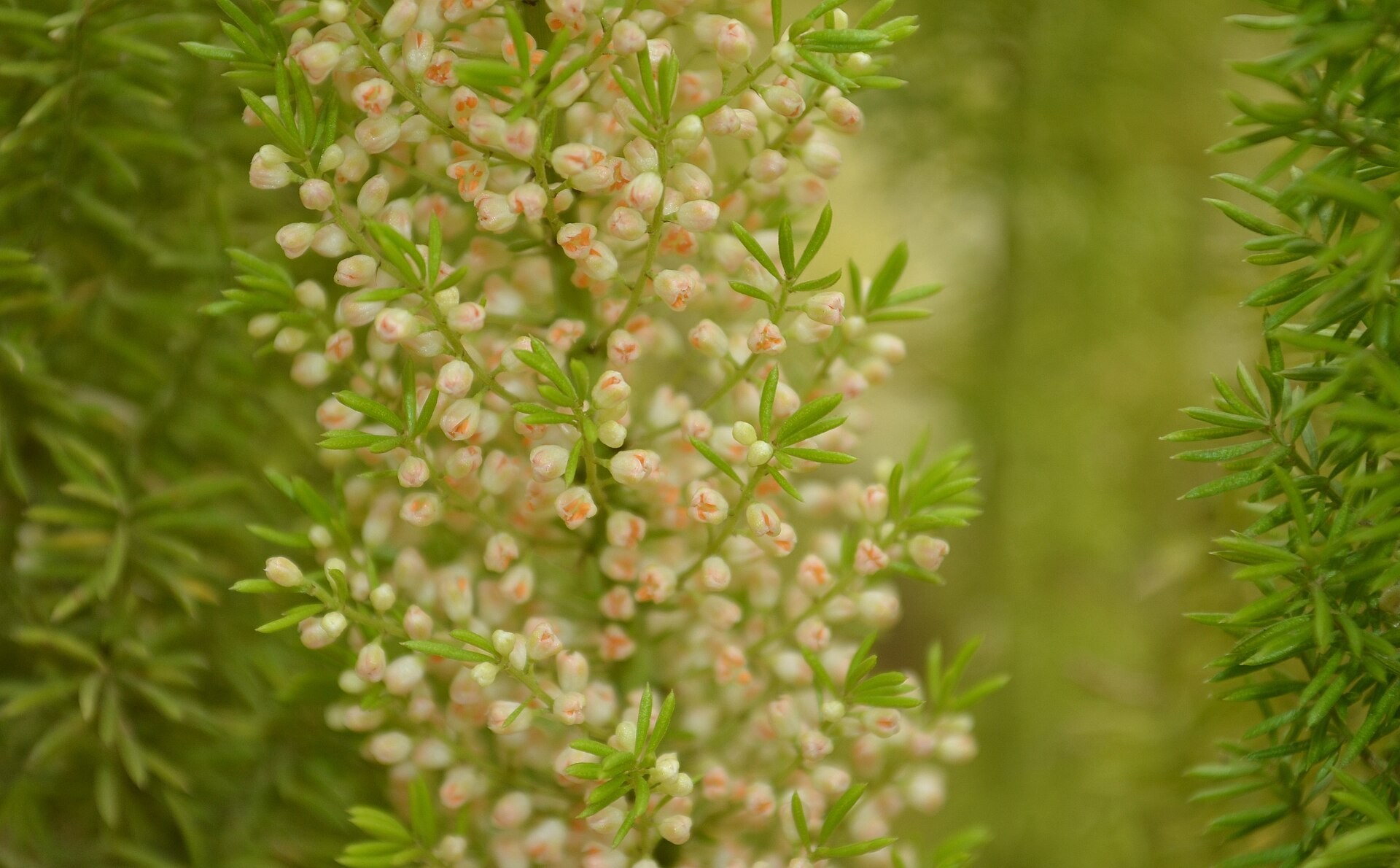 Fern, Foxtail — flowers or notable detail