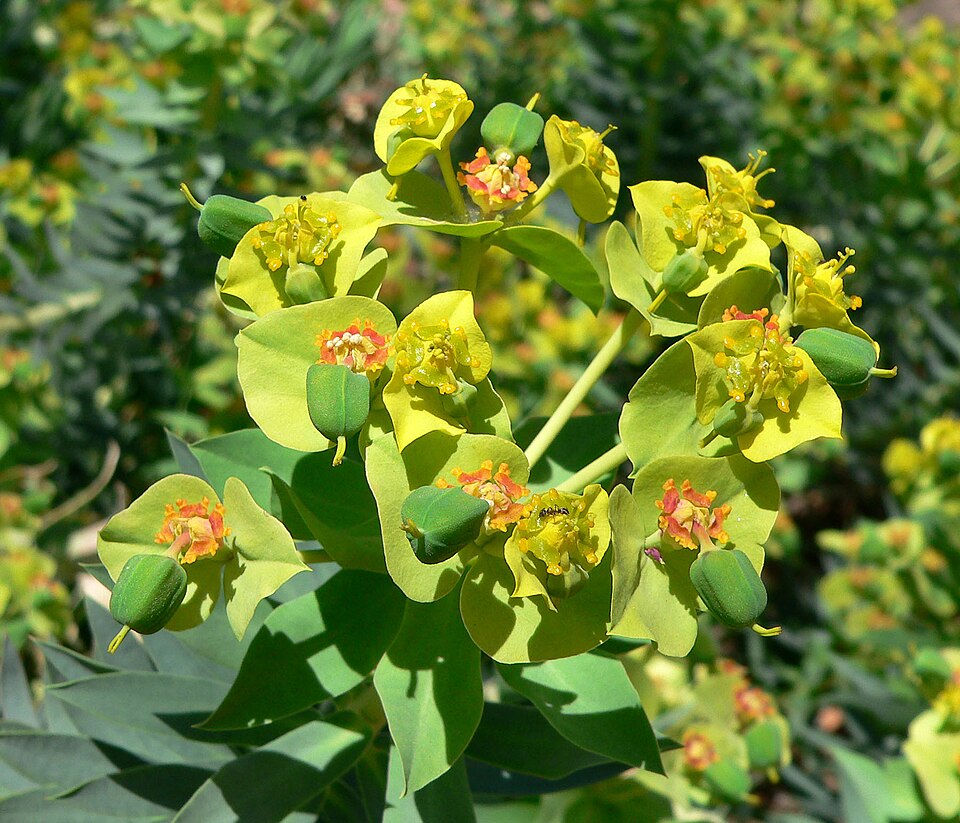 Gopher Plant — whole plant