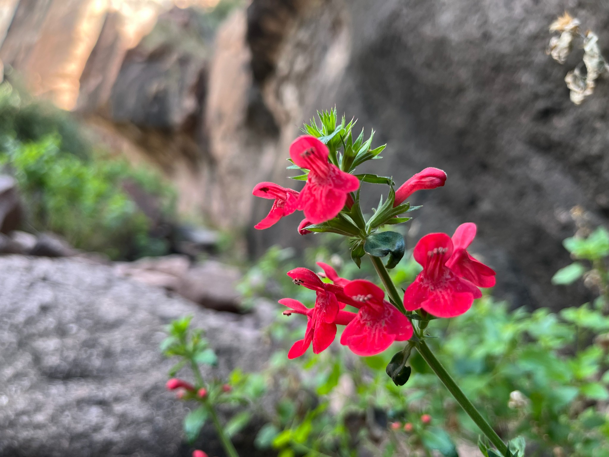 Texas Betony — whole plant