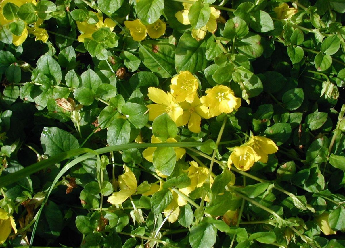 Creeping Jenny — flowers or notable detail