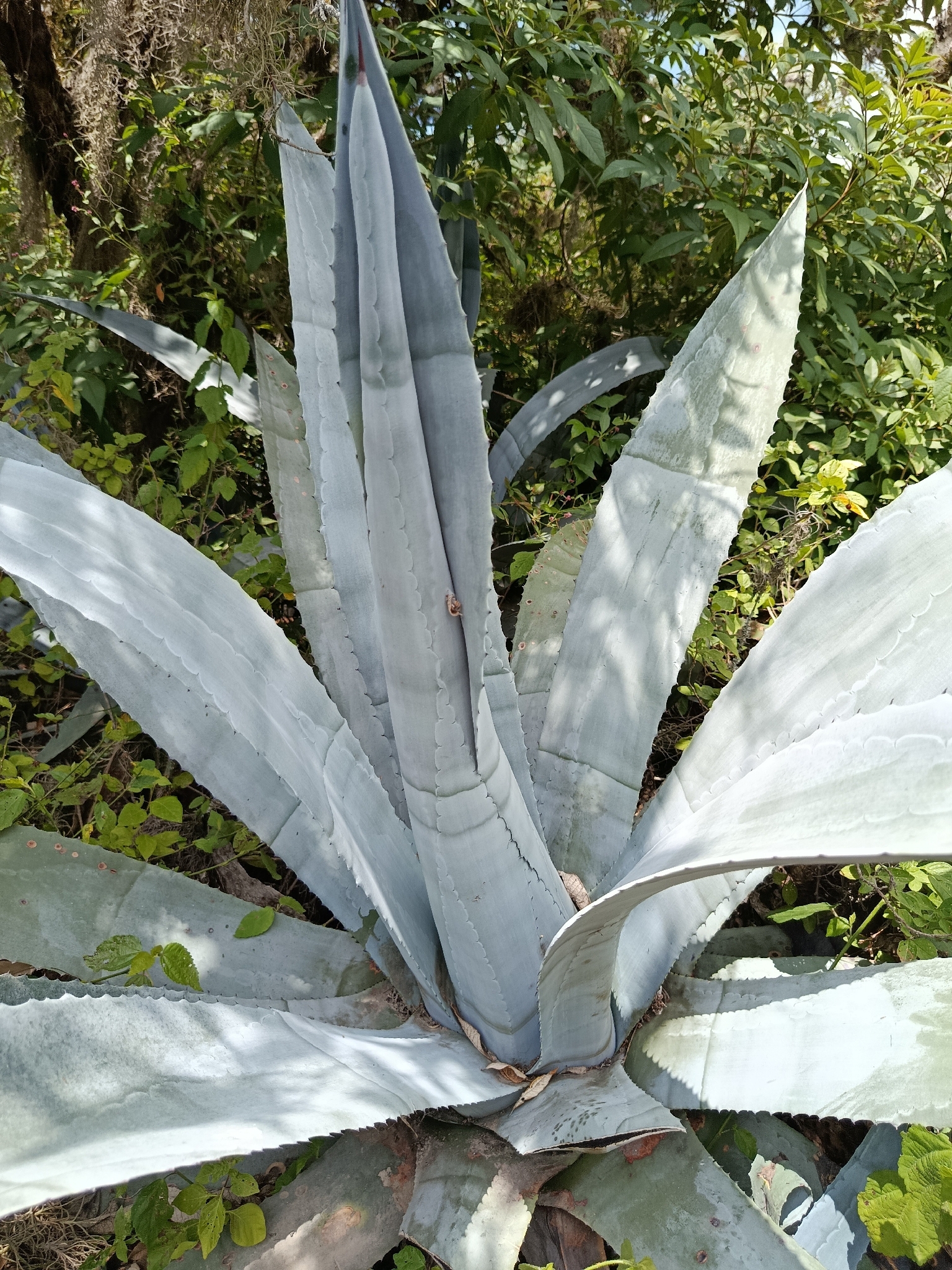 Agave Americana — leaf structure (margins, teeth, imprint, color)