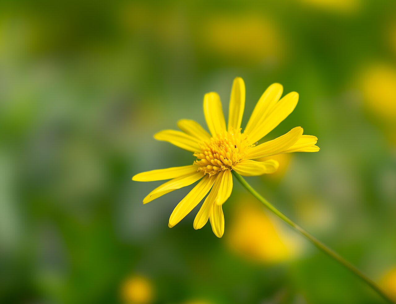 Euryops, Bush Daisy — whole plant