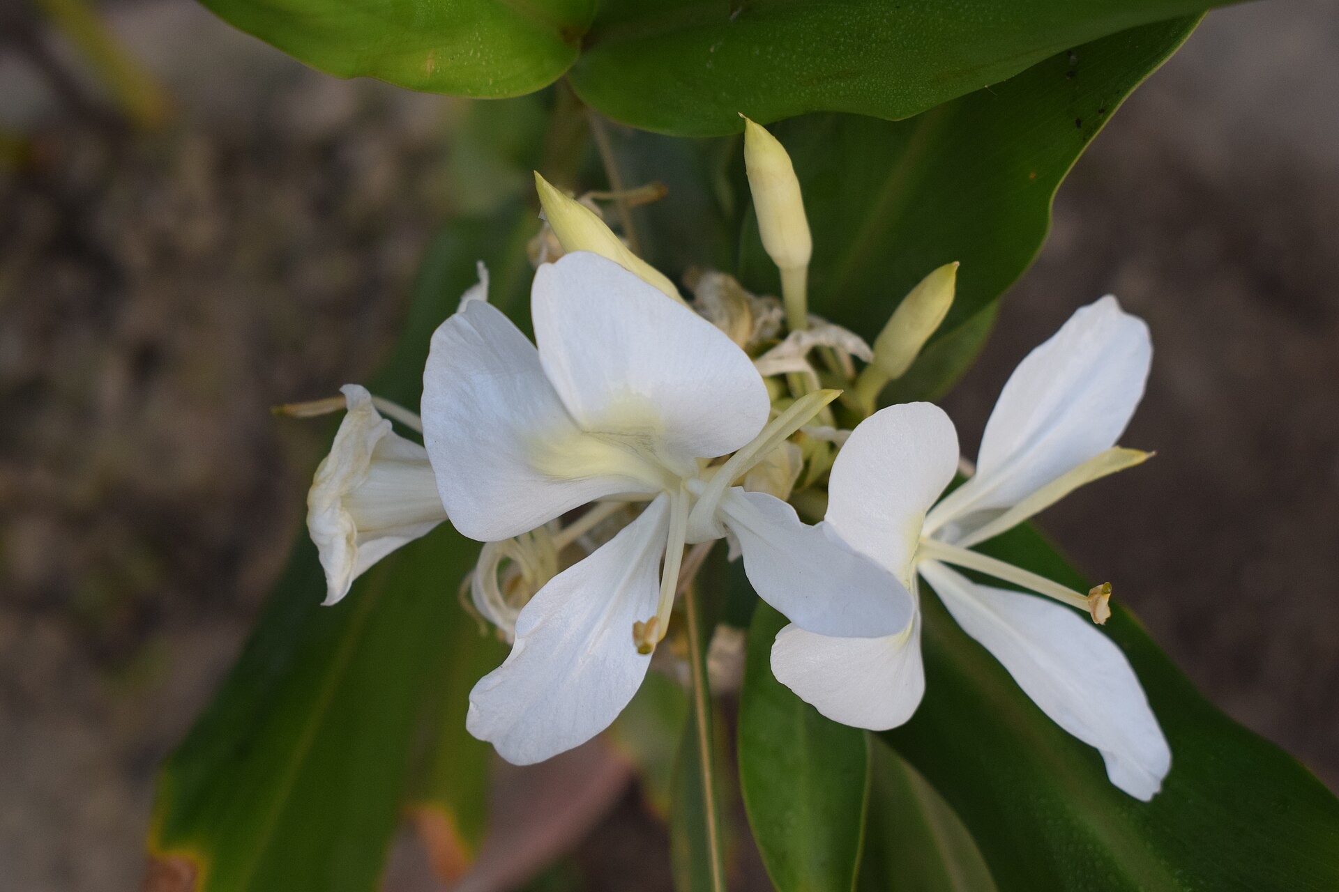 Ginger, Butterfly — flowers or notable detail