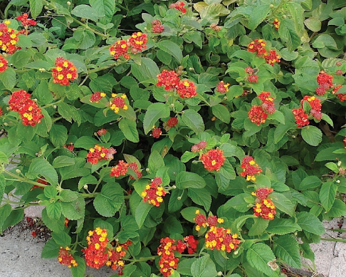 Texas Lantana — whole plant