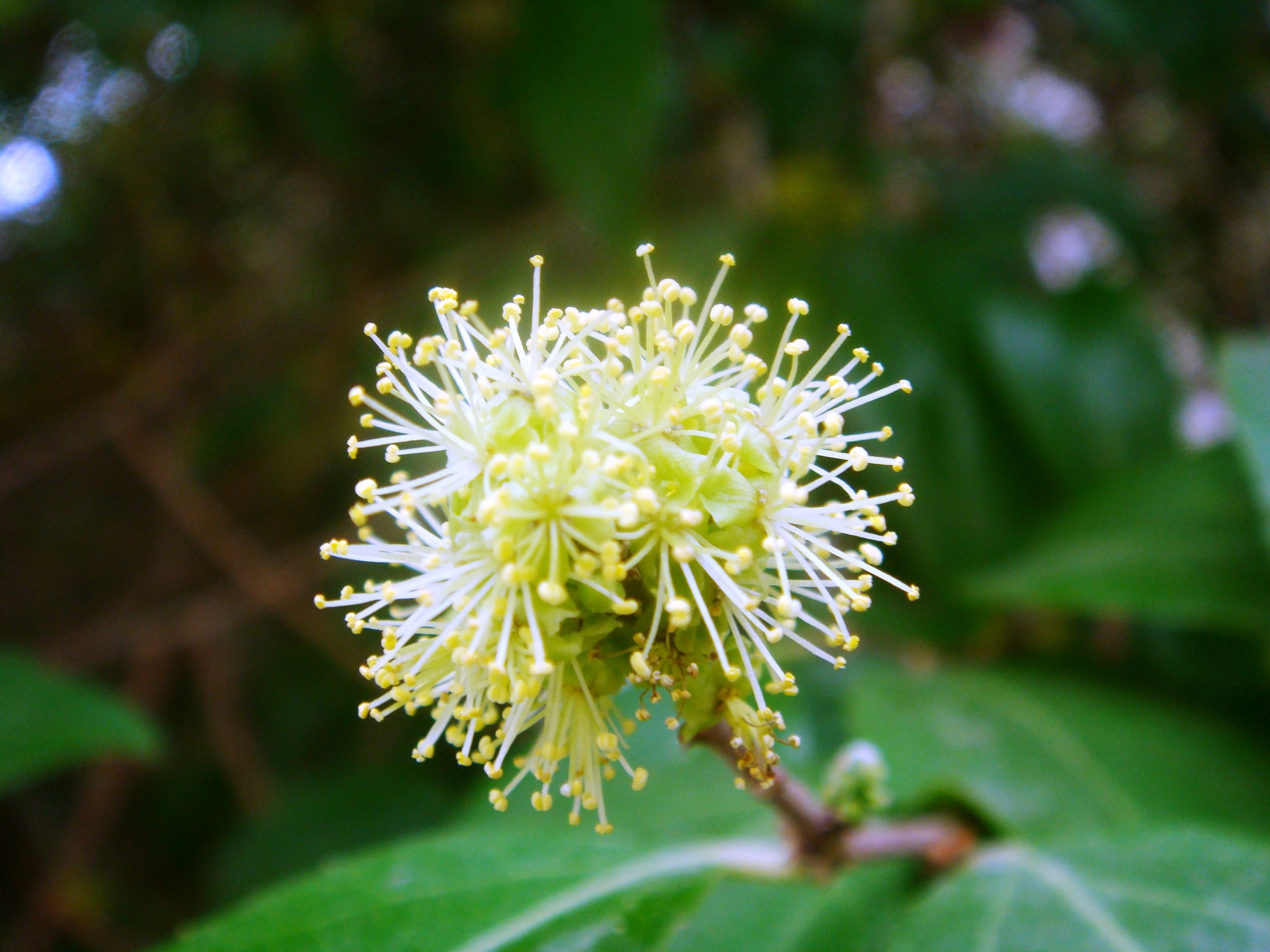 Xylosma — whole plant