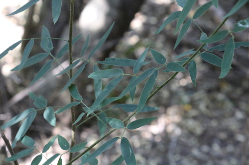 Senna — whole plant