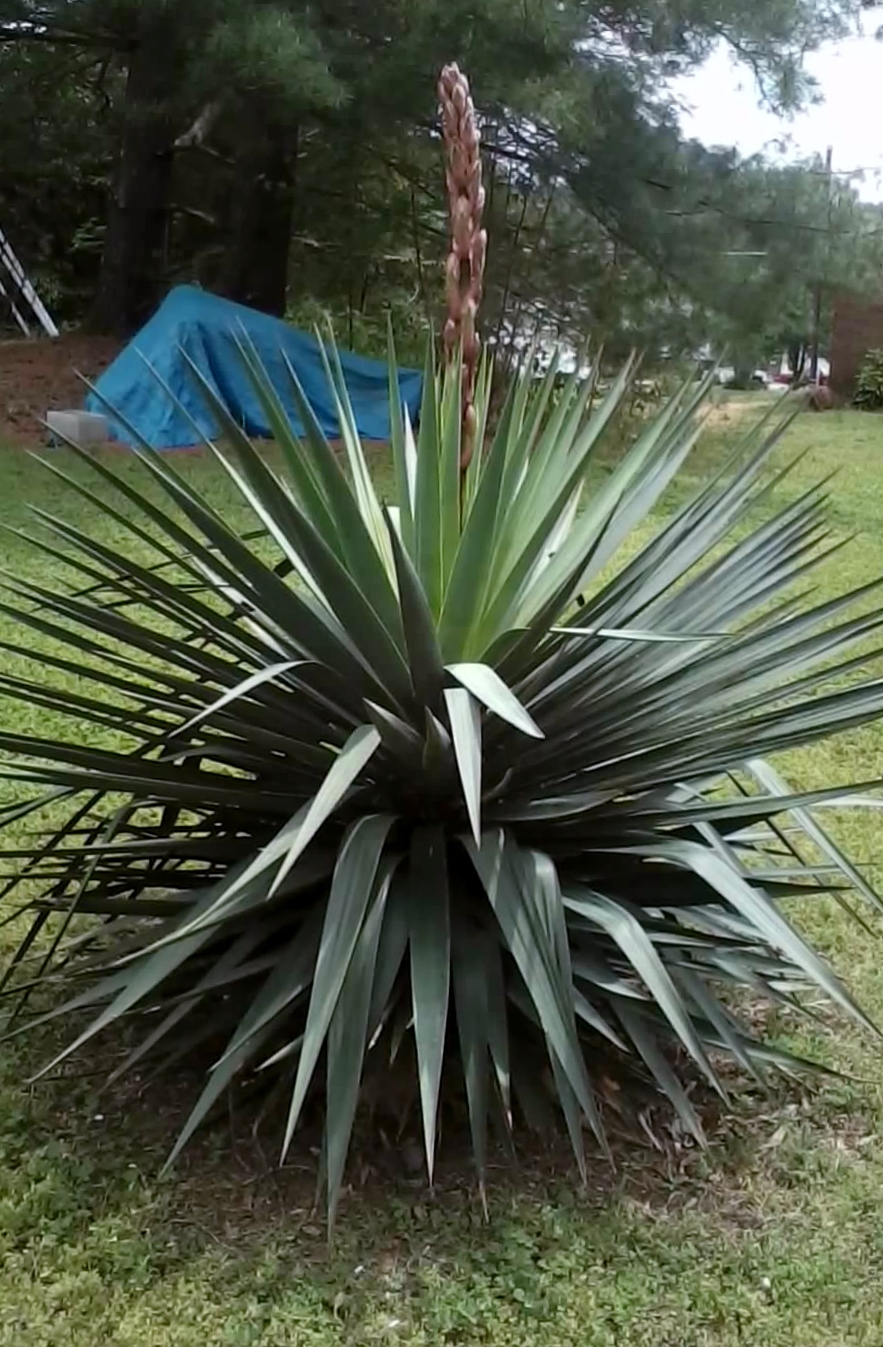 Soft Leaf Yucca — whole plant