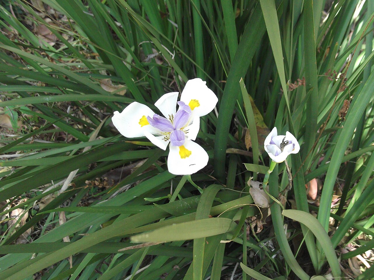 Iris, Butterfly — flowers or notable detail