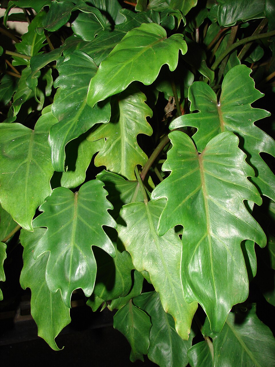 Philodendron Xanadu — whole plant