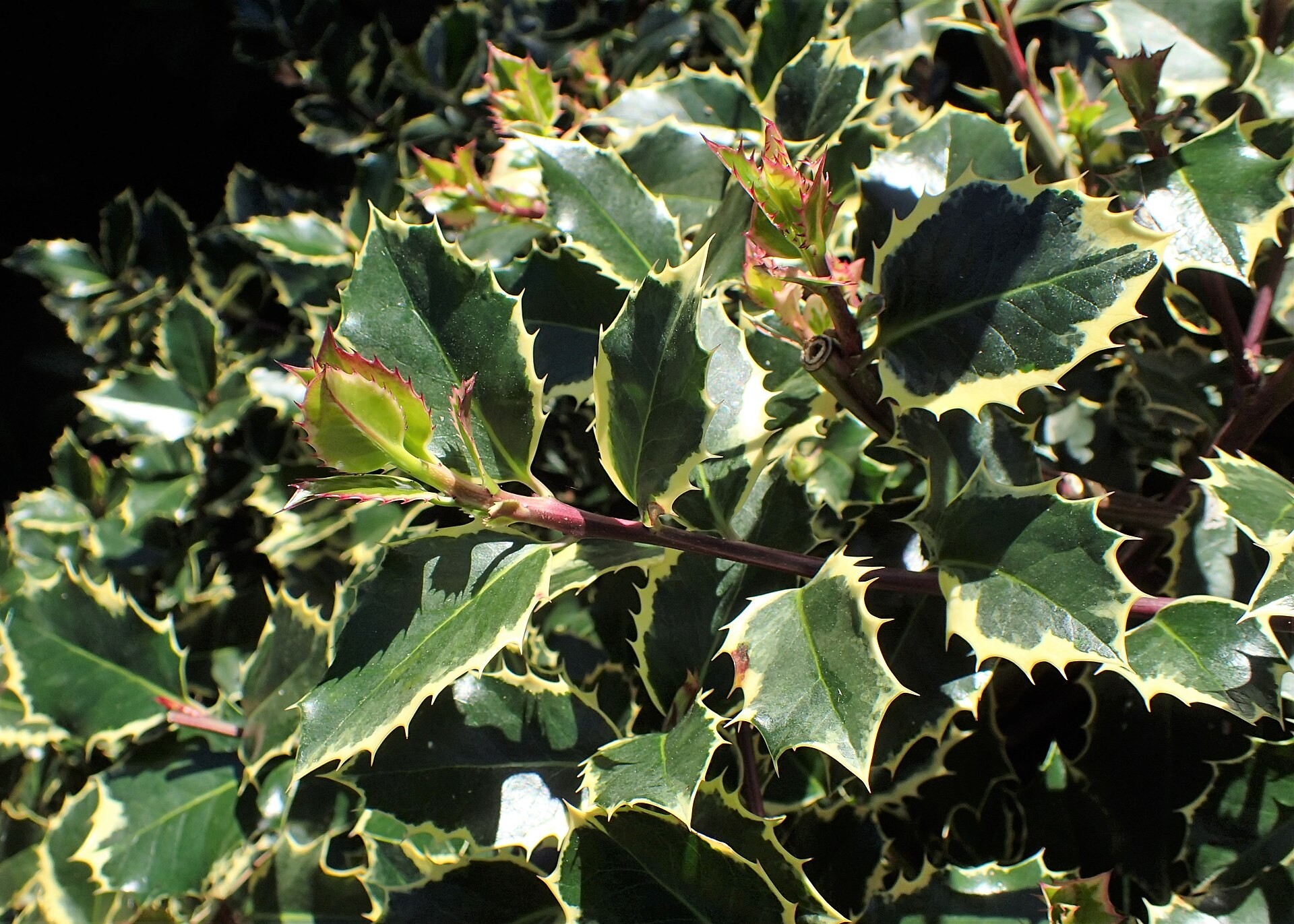 Holly, Nellie R Stevens Std — whole plant