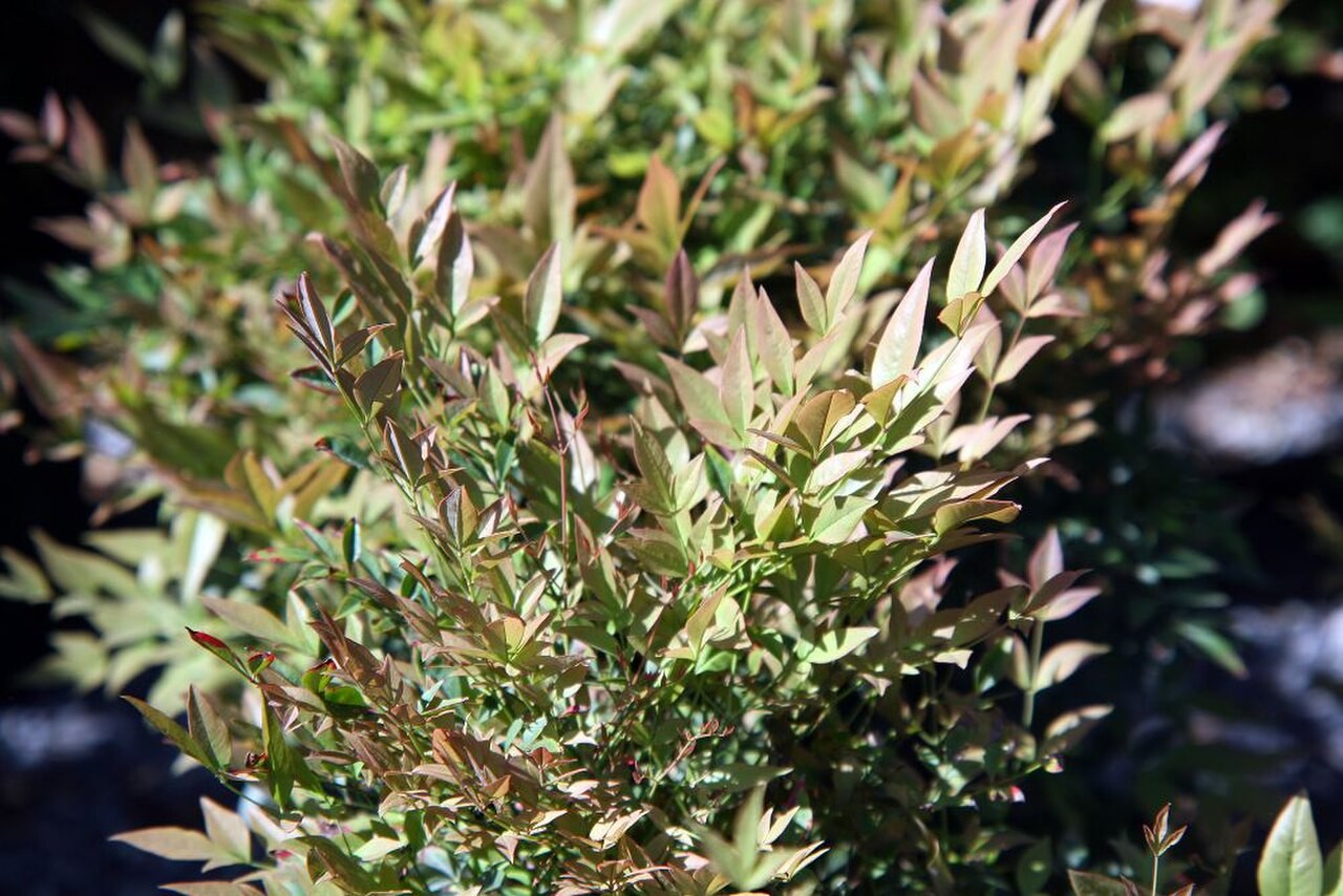 Nandina, Gulfstream — whole plant