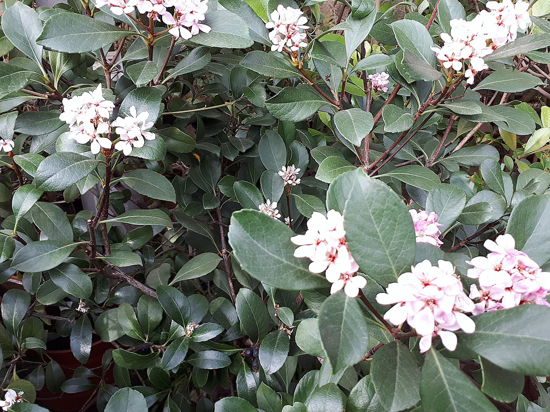 Viburnum Sweet/Odo — whole plant