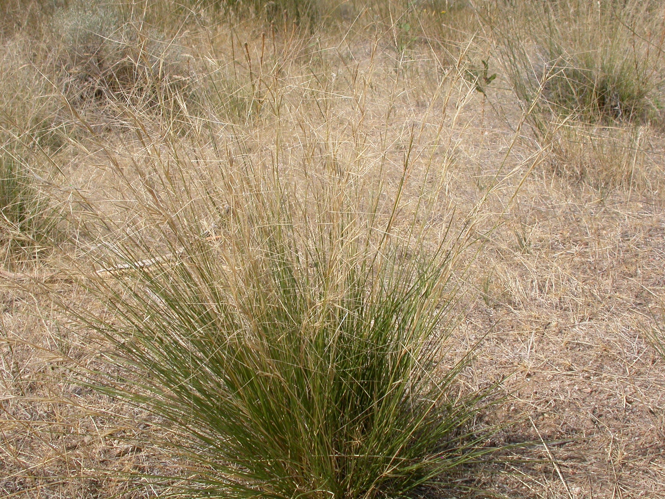 Grass, Purple Threeawn — flowers or notable detail