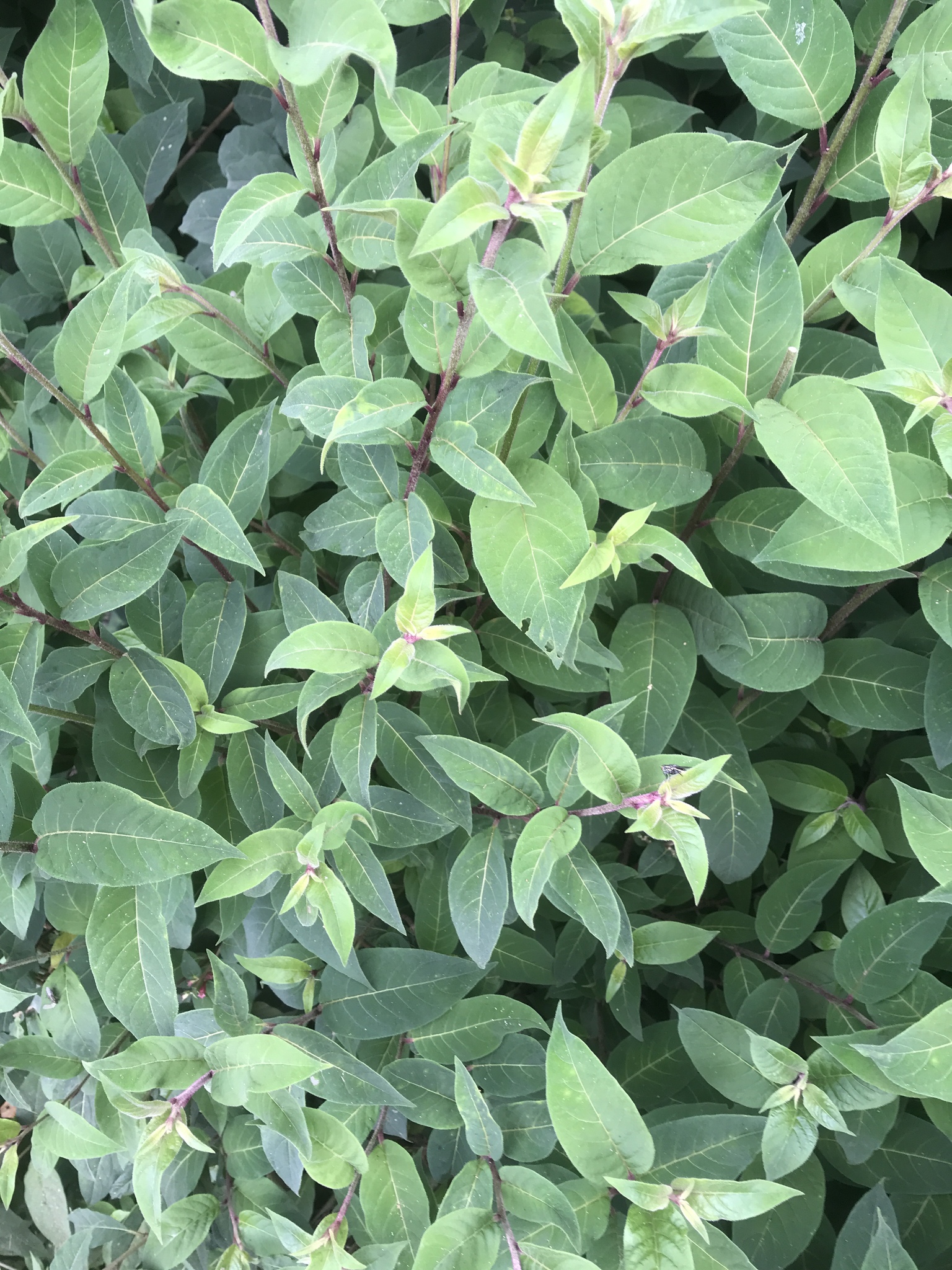 Cestrum — flowers or notable detail