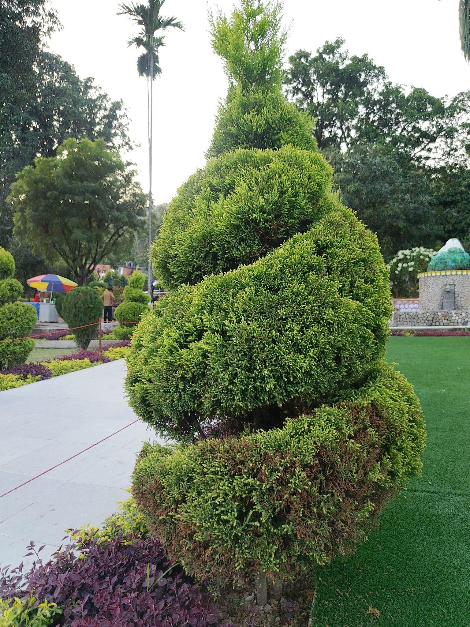Topiary, Boxwood Pom Pom — whole plant