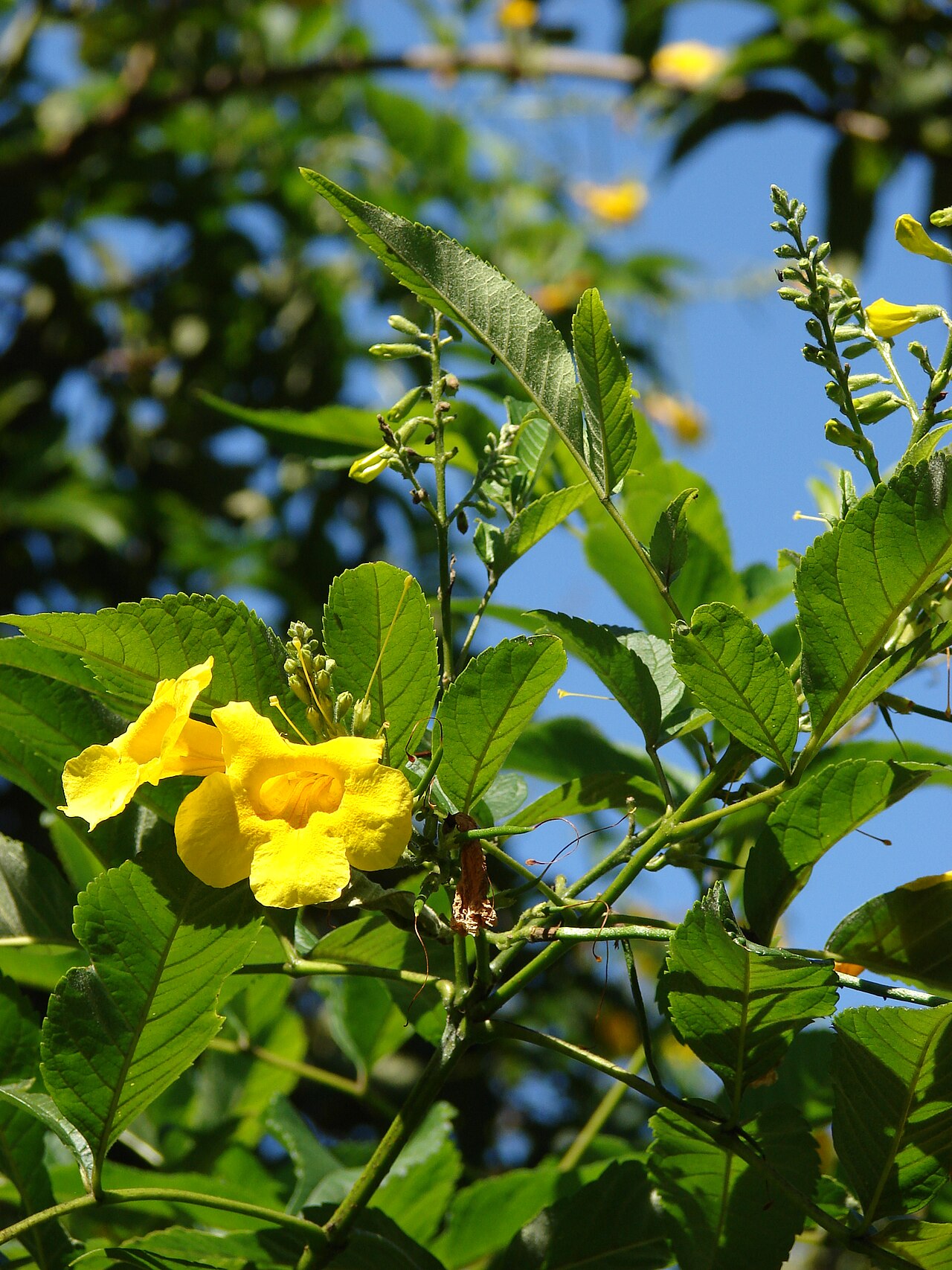 Esperanza (red) — whole plant