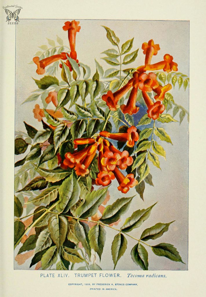 Esperanza (red) — flowers or notable detail