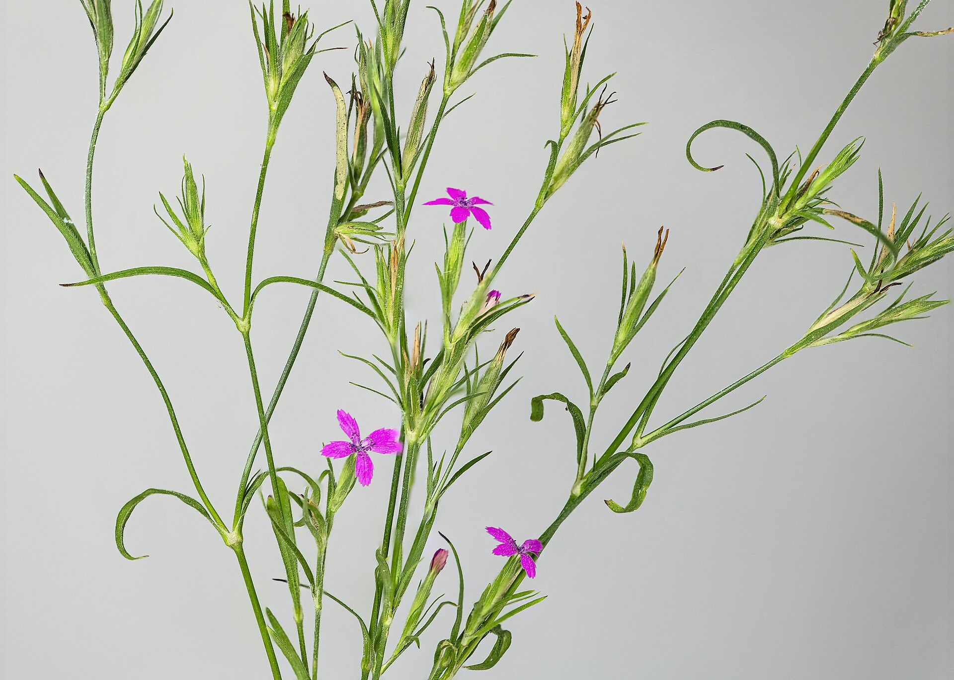 Dianthus, Perennial — whole plant