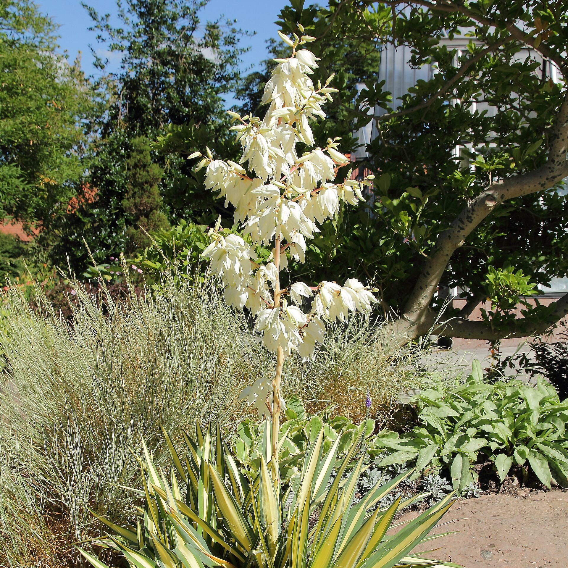 Yucca, Color Guard — whole plant