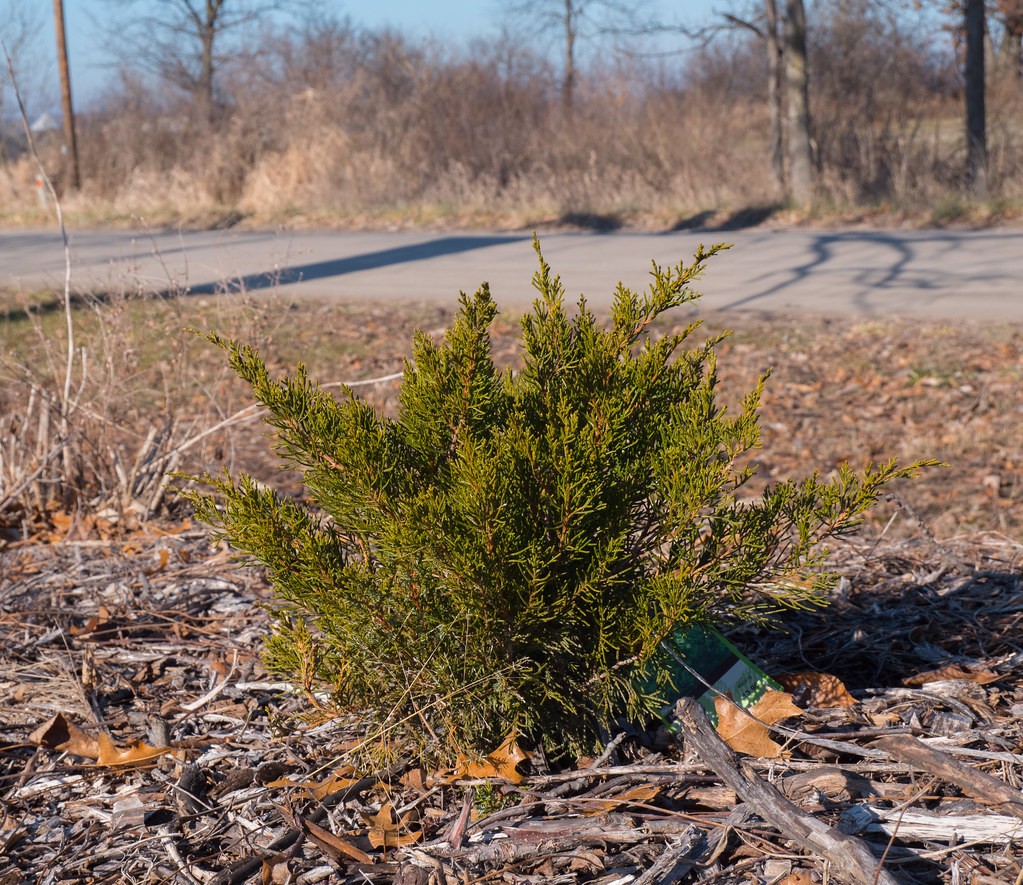 Juniper, Sea Green — whole plant