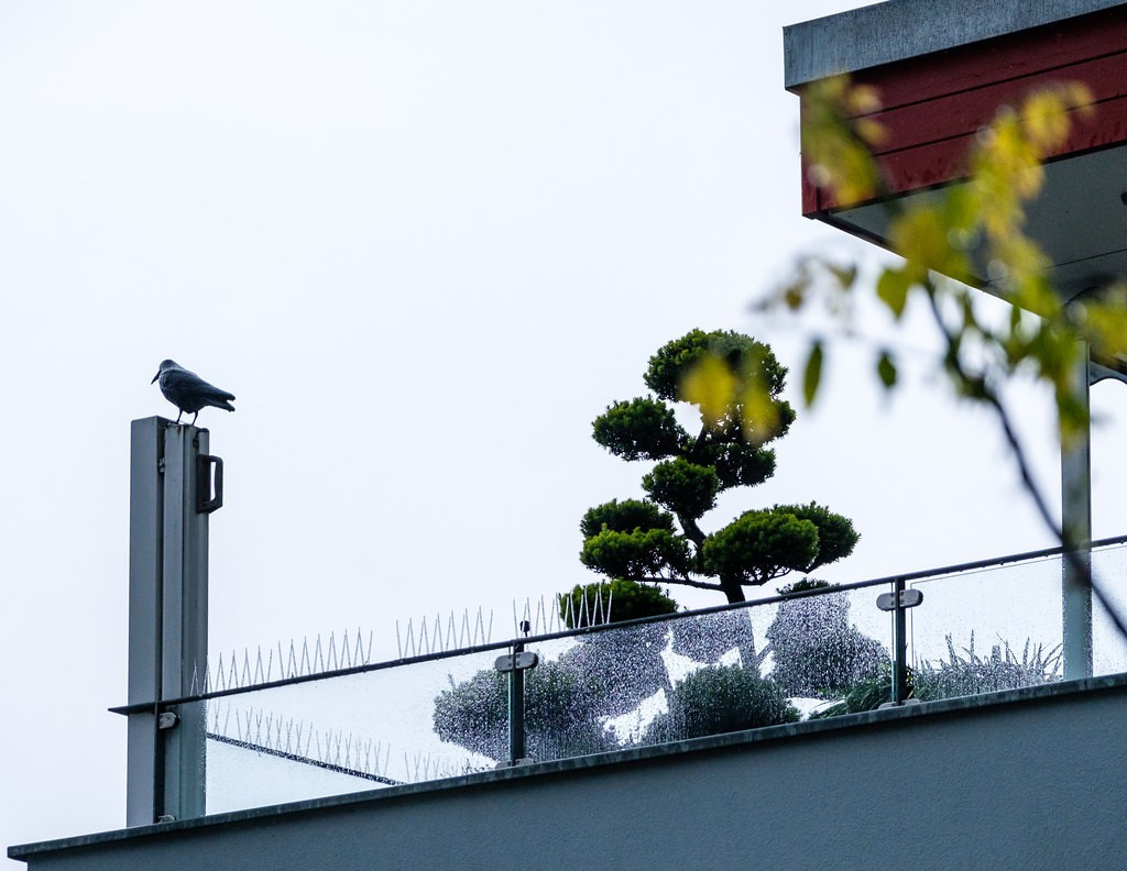 Topiary, Juniper Pom Pom — whole plant