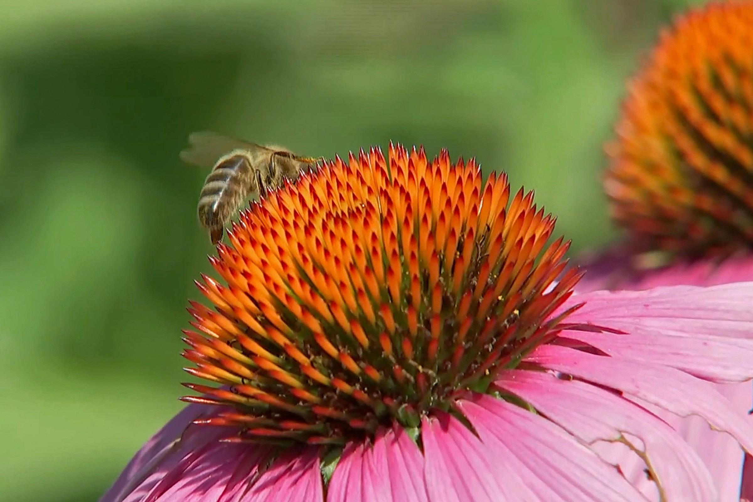 Purple Coneflower — flowers or notable detail
