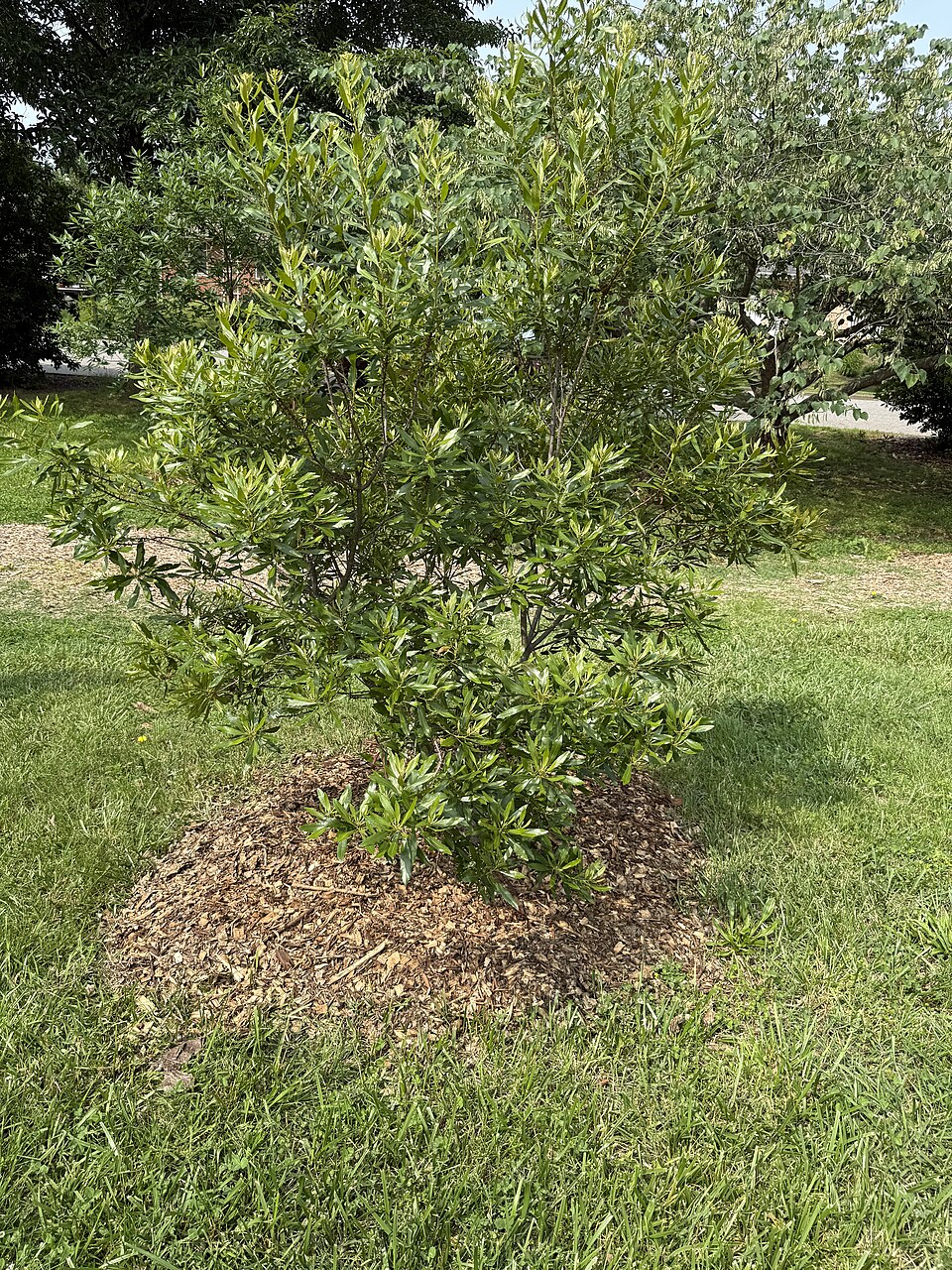 Wax Myrtle — whole plant