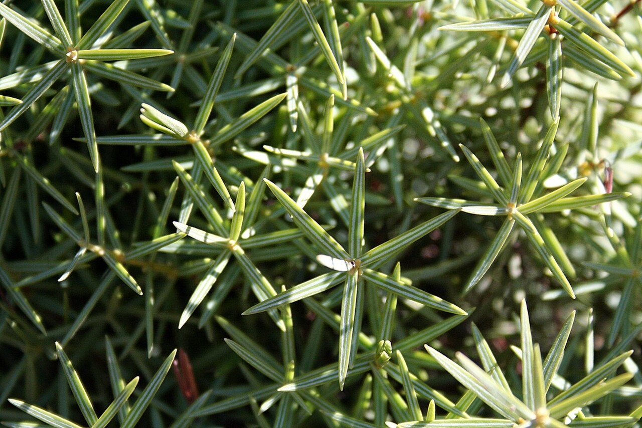 Topiary, Juniper Pom Pom — flowers or notable detail