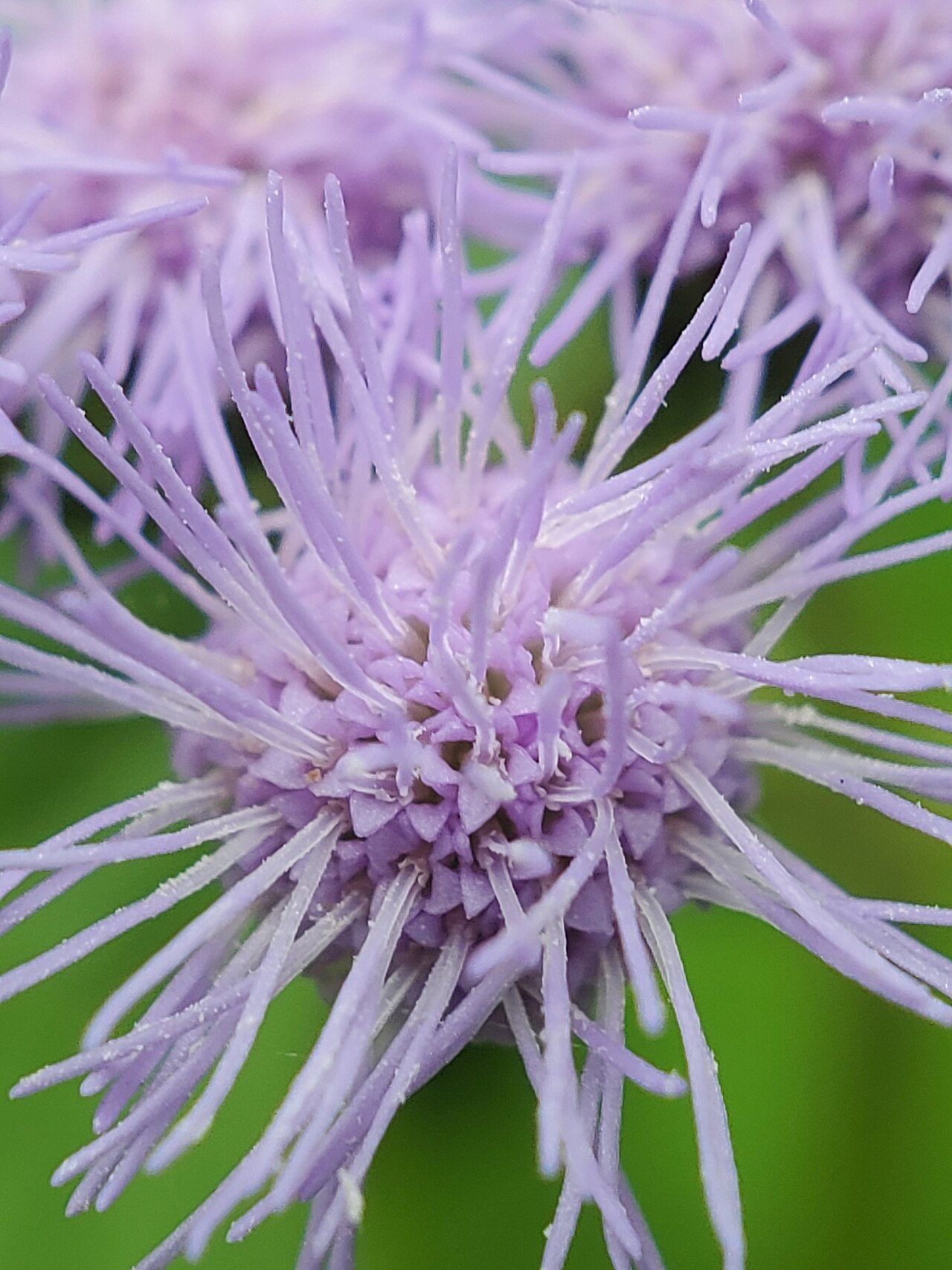 Blue Mistflower — whole plant