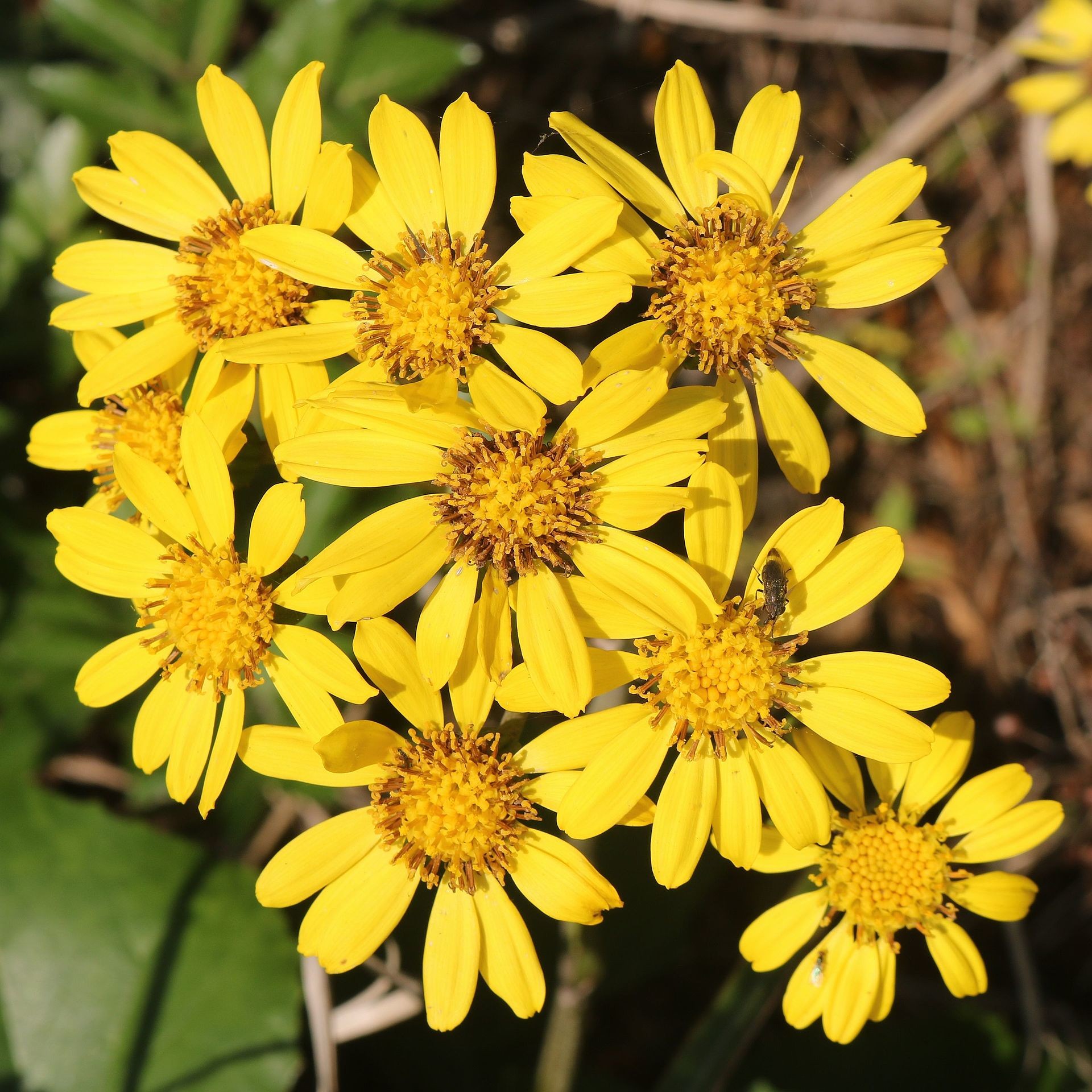 Giant Ligularia, Leopard Plant — flowers or notable detail