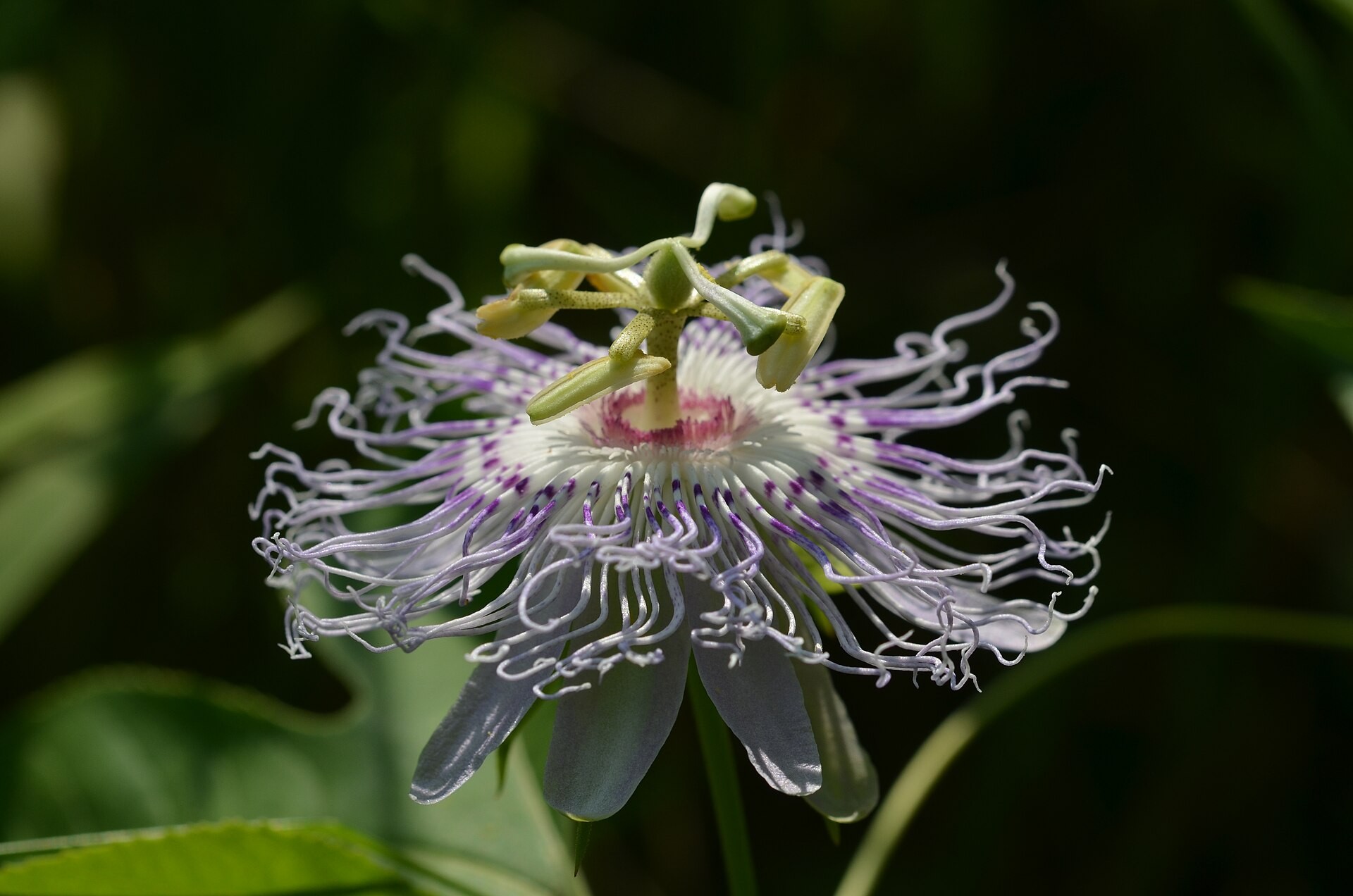 Passion Vine — flowers or notable detail