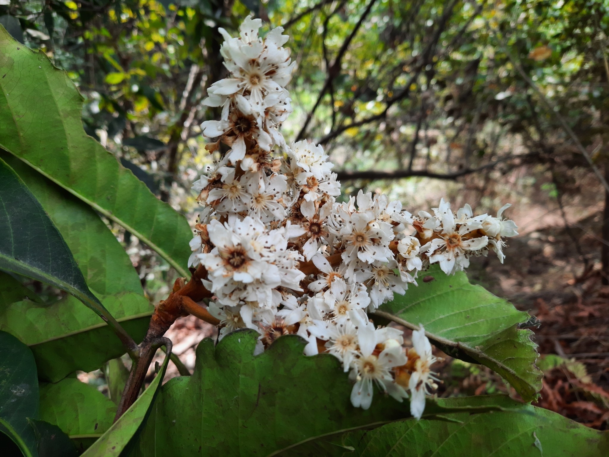 Loquat — flowers or notable detail