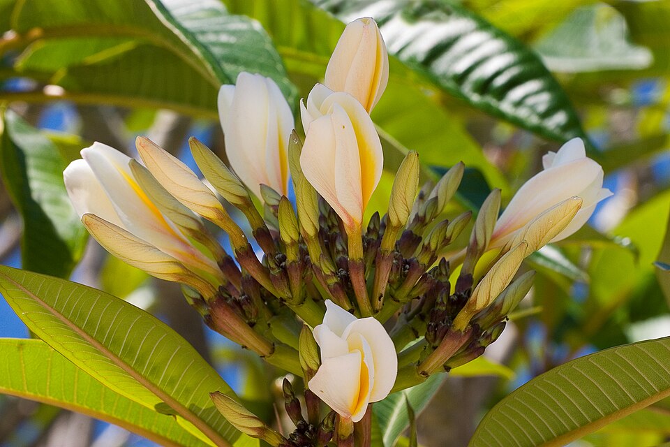 Plumeria, Assorted — whole plant