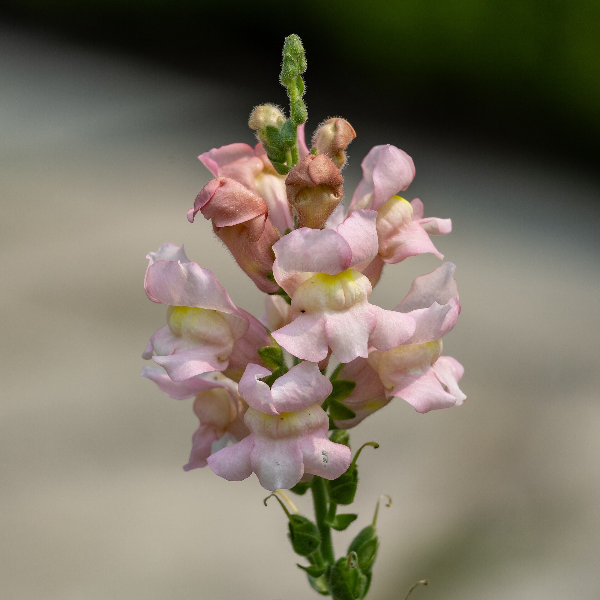 Snapdragon, Sonnet — whole plant