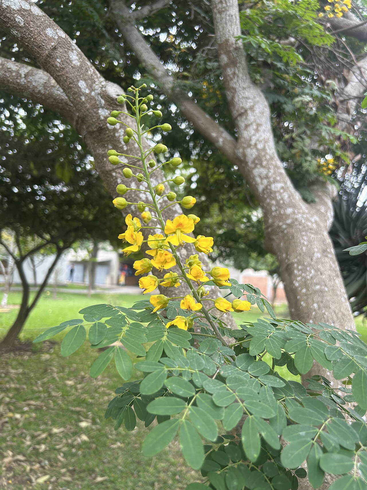Mexican Bird Of Paradise — whole plant