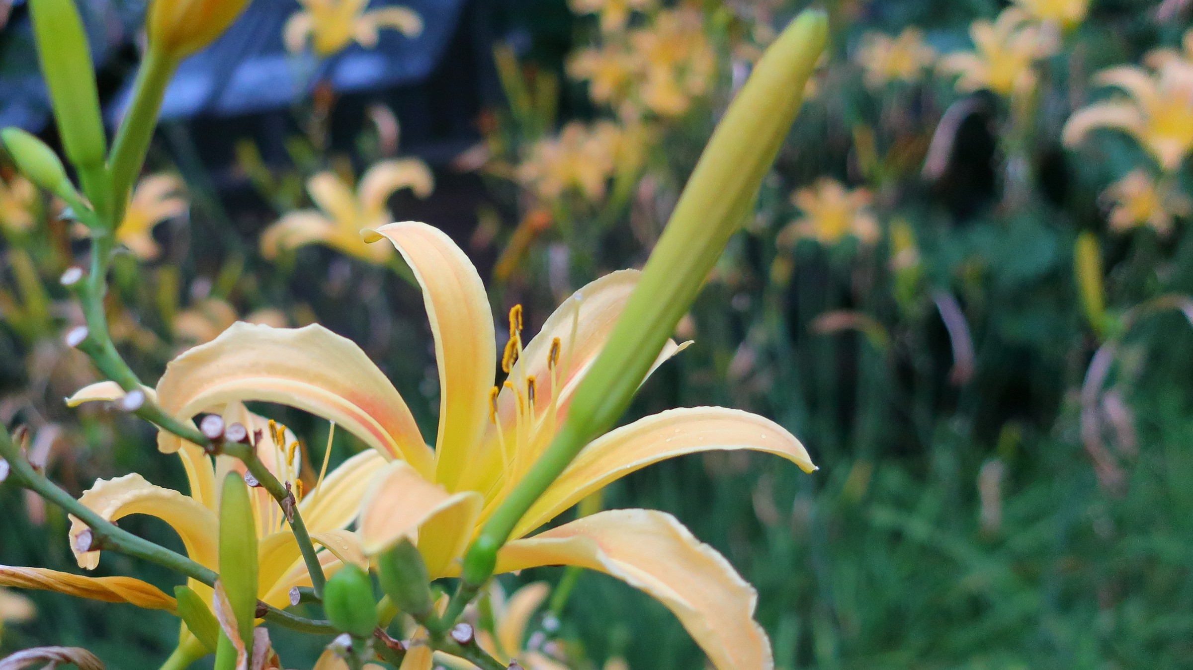 Daylily — flowers or notable detail