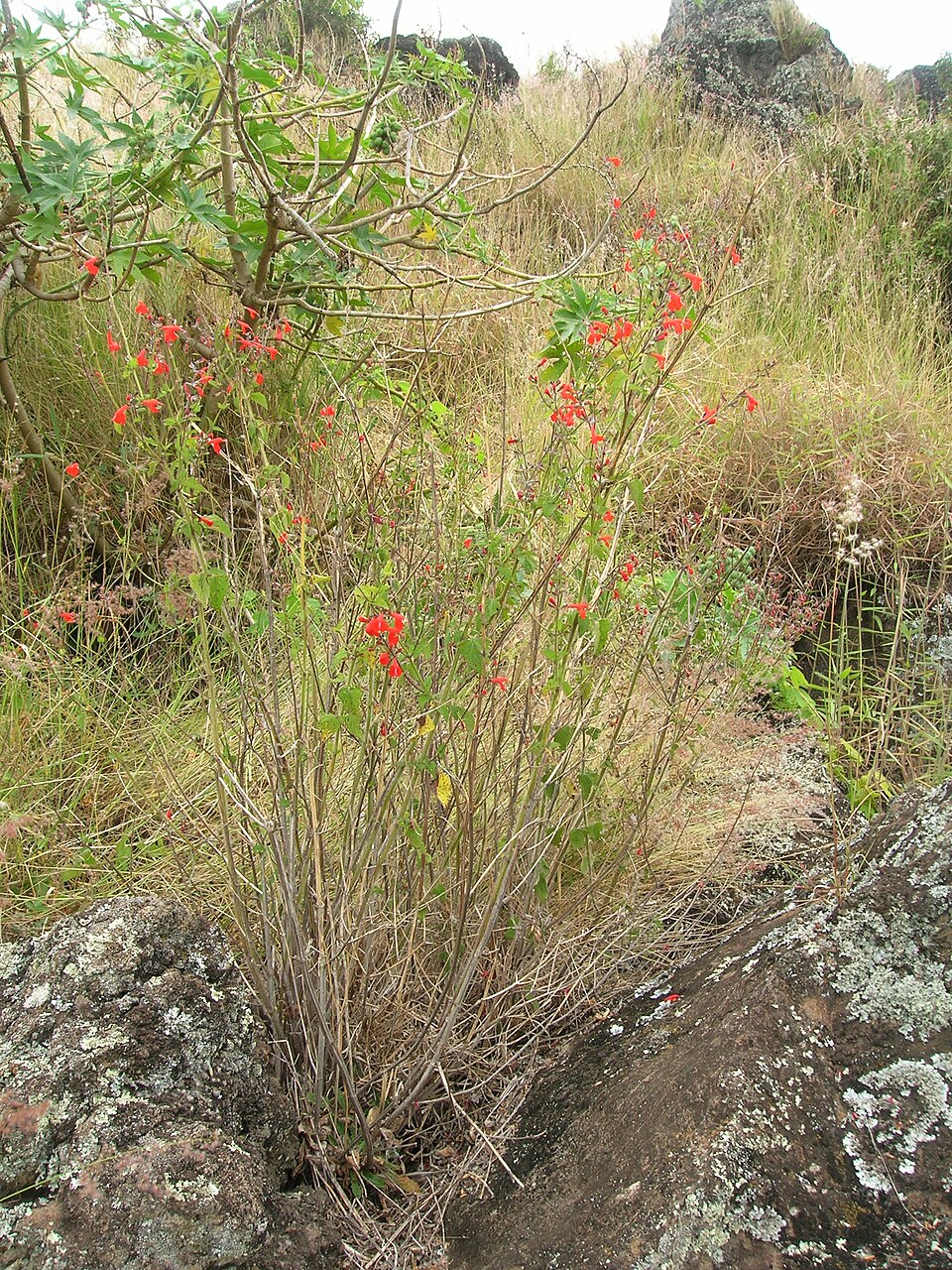 Sage, Tropical — whole plant
