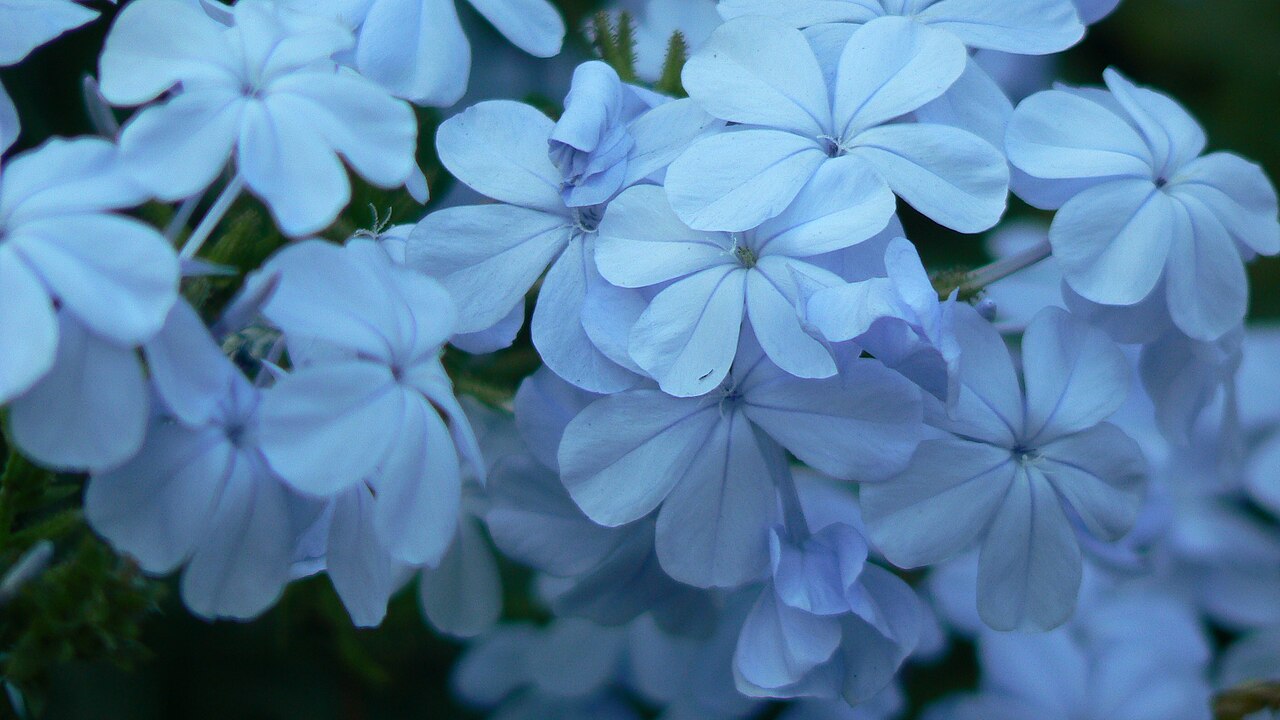 Plumbago, White — whole plant