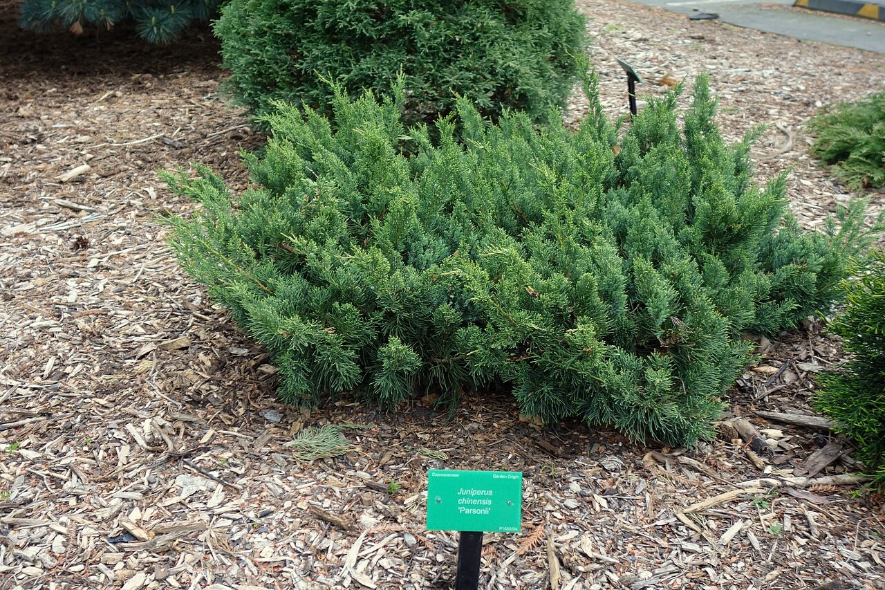 Juniper, Parsons — whole plant