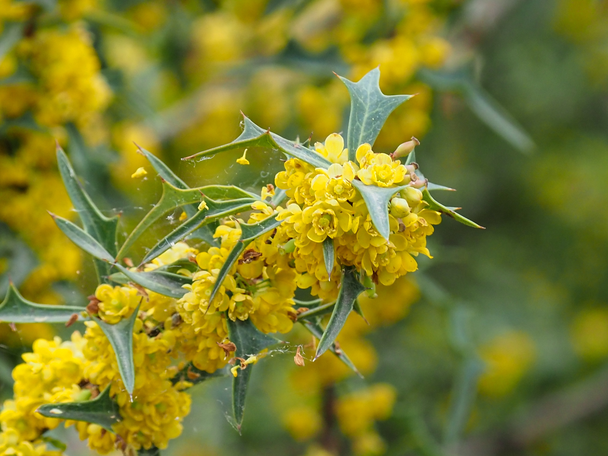 Agarita — flowers or notable detail