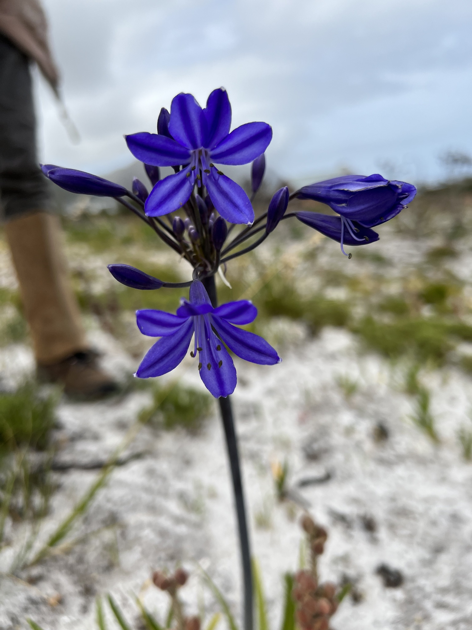 Agapanthus Regular — flowers or notable detail