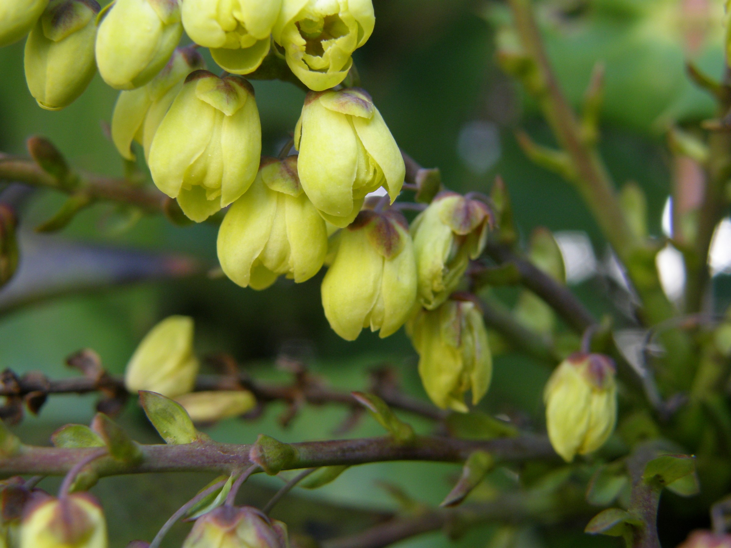 Mahonia, Leatherleaf — flowers or notable detail