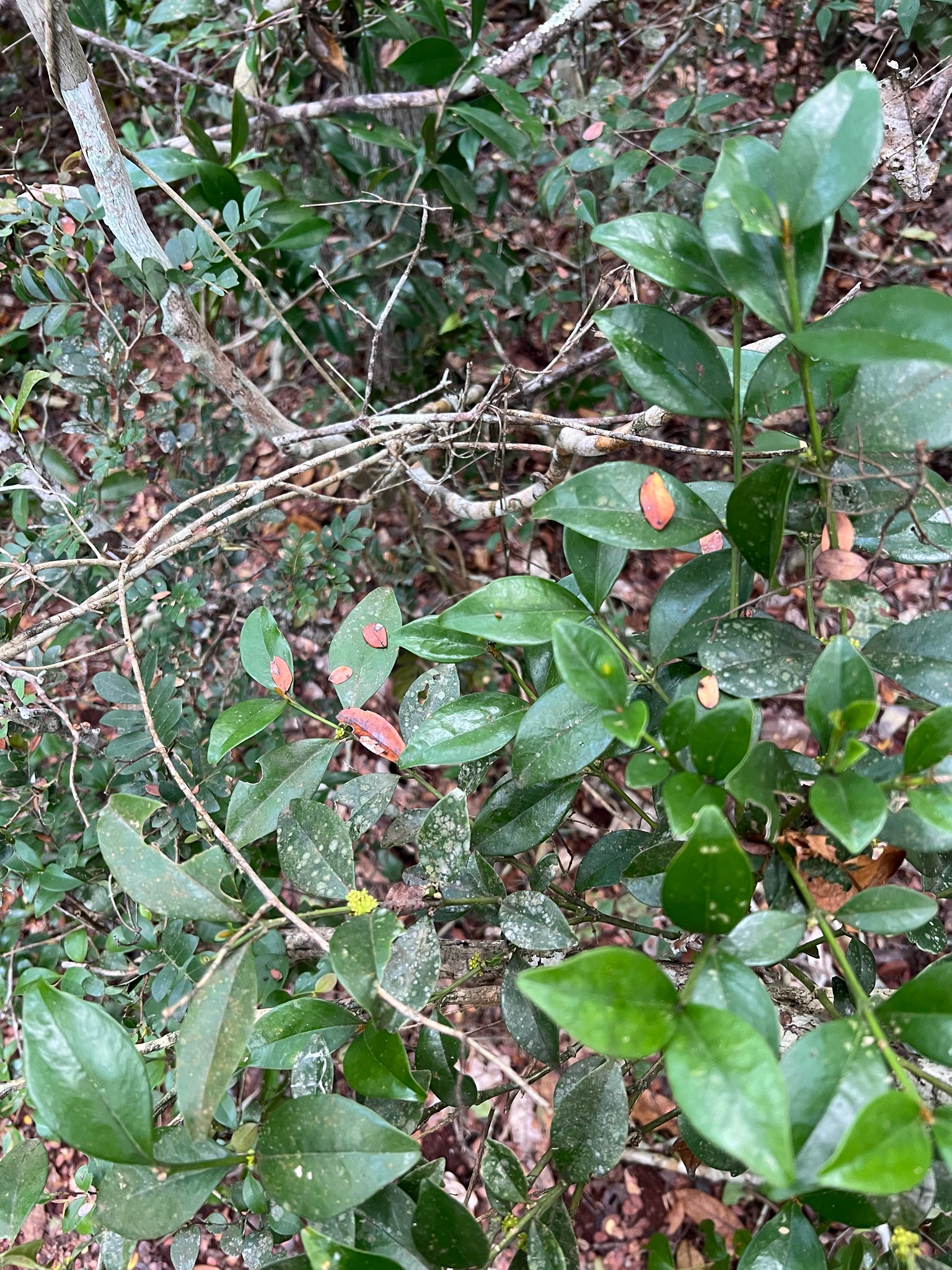 Nandina, Obsession — flowers or notable detail