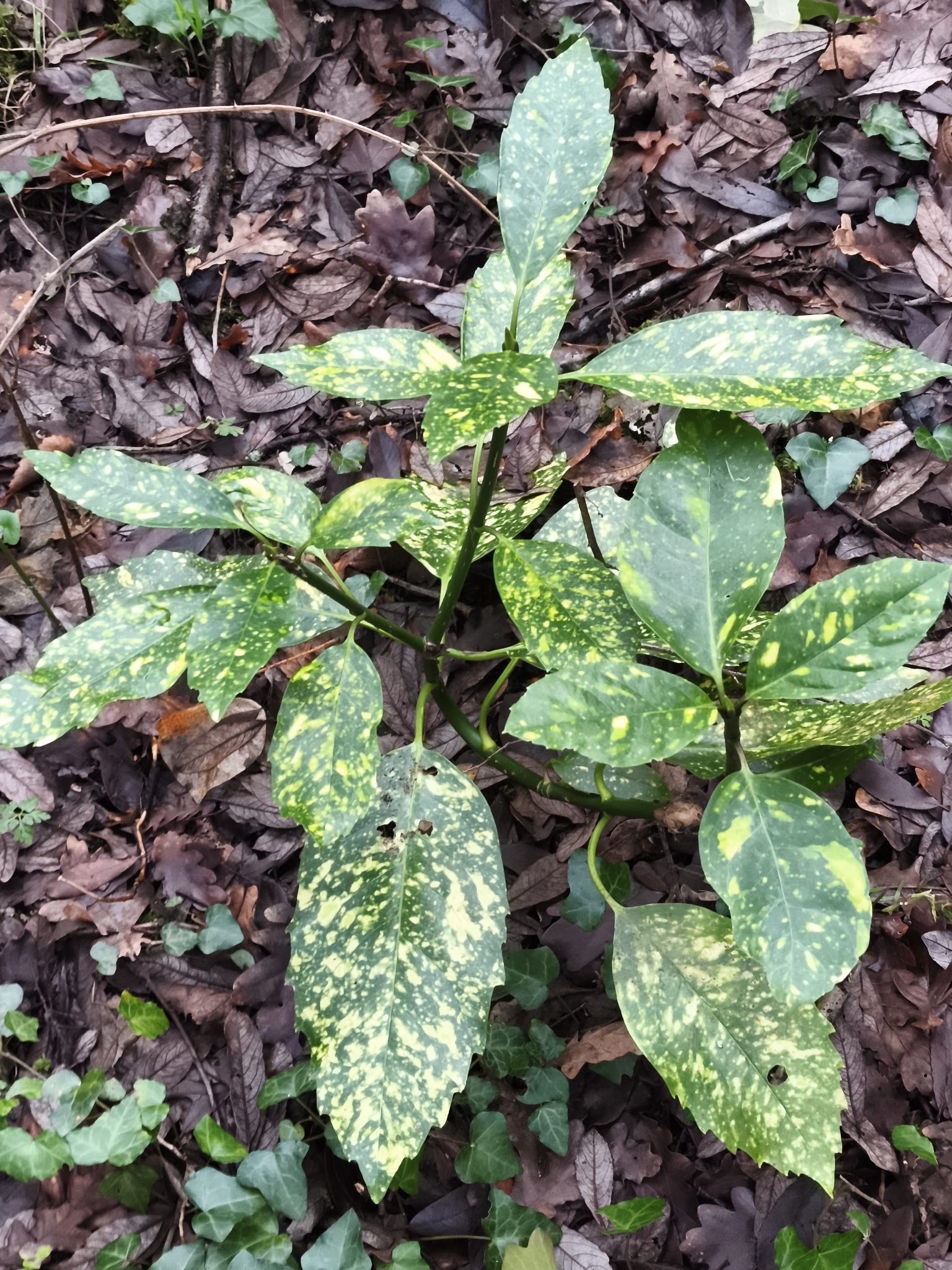 Aucuba, Gold Dust — whole plant