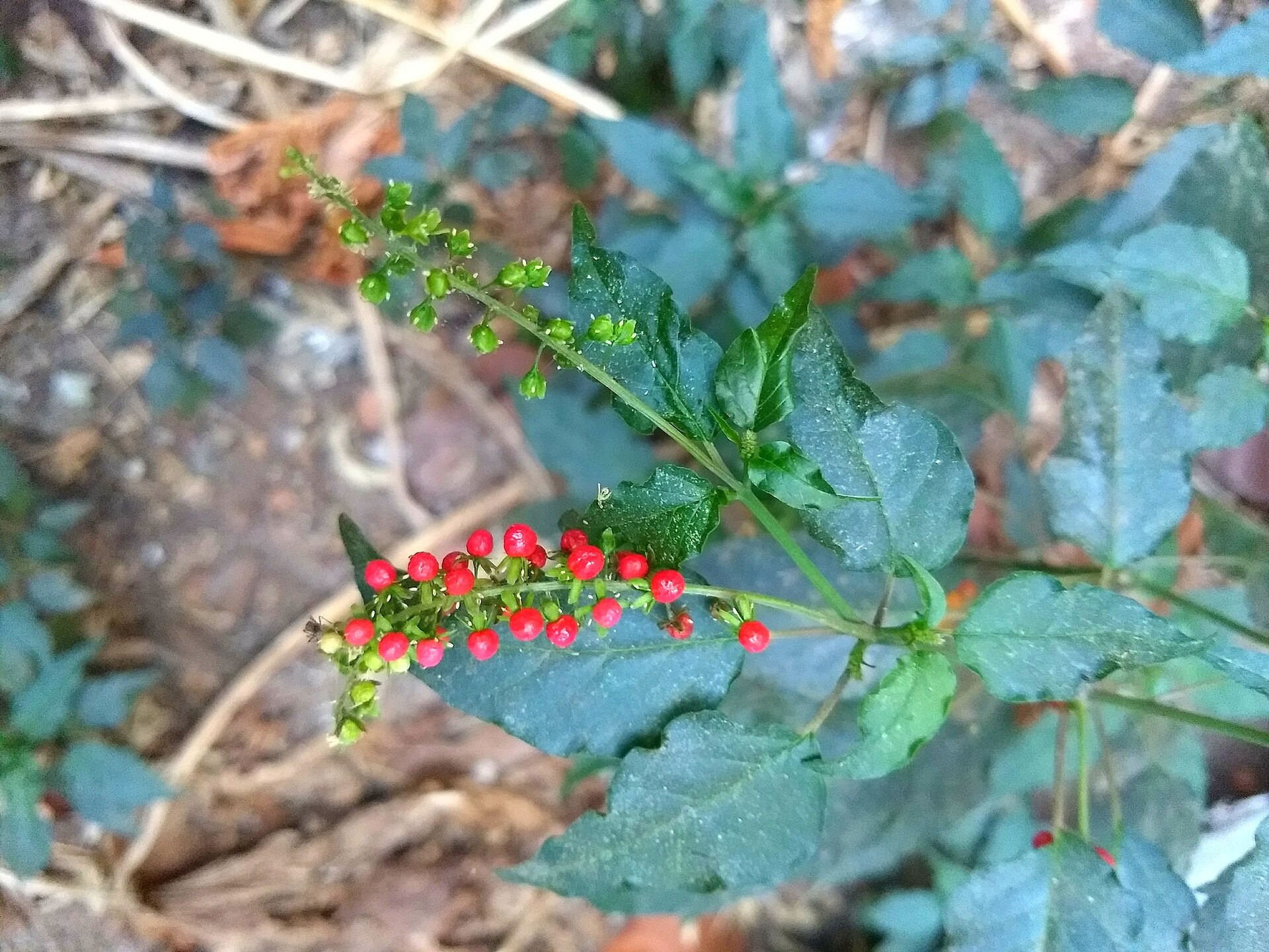 Pigeonberry — whole plant