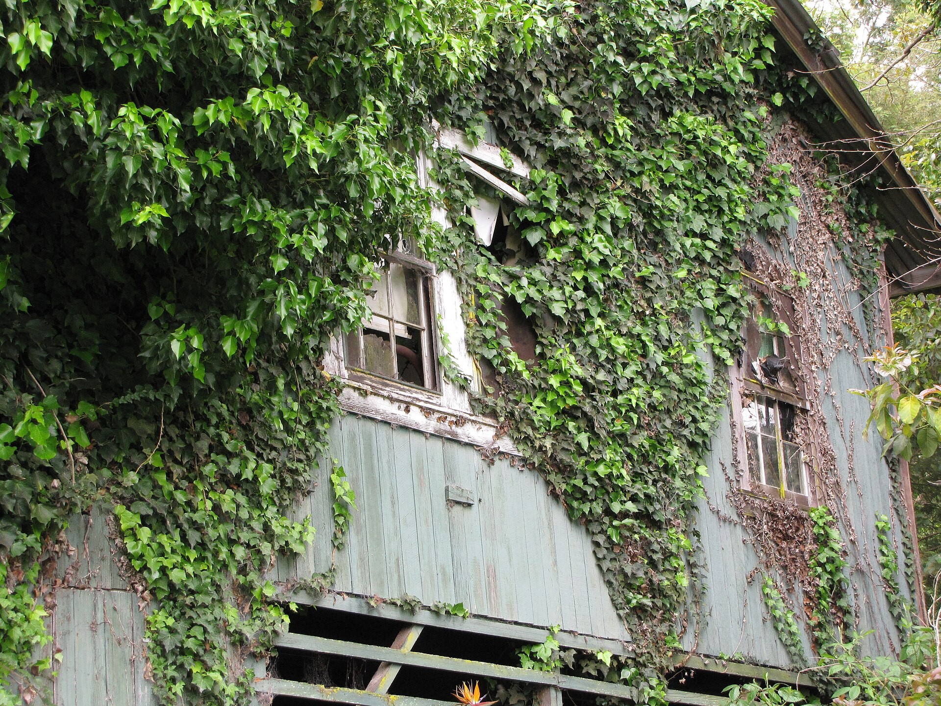 English Ivy — whole plant