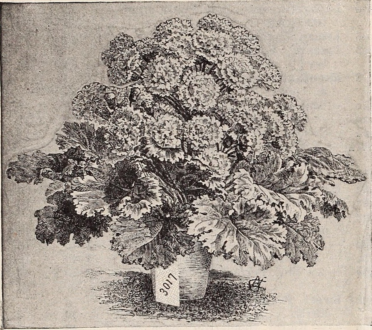 Pansy, Solid — flowers or notable detail
