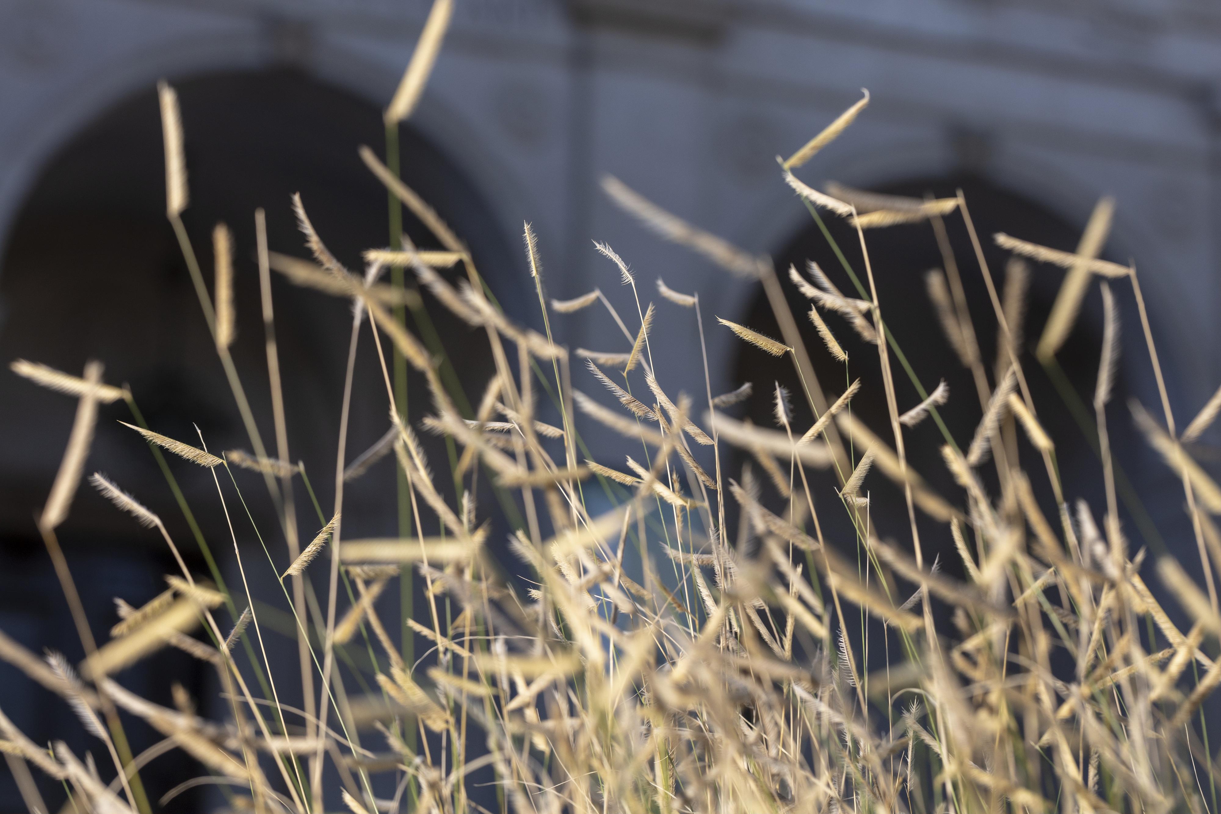 Grass, Grama Blonde Ambition — flowers or notable detail