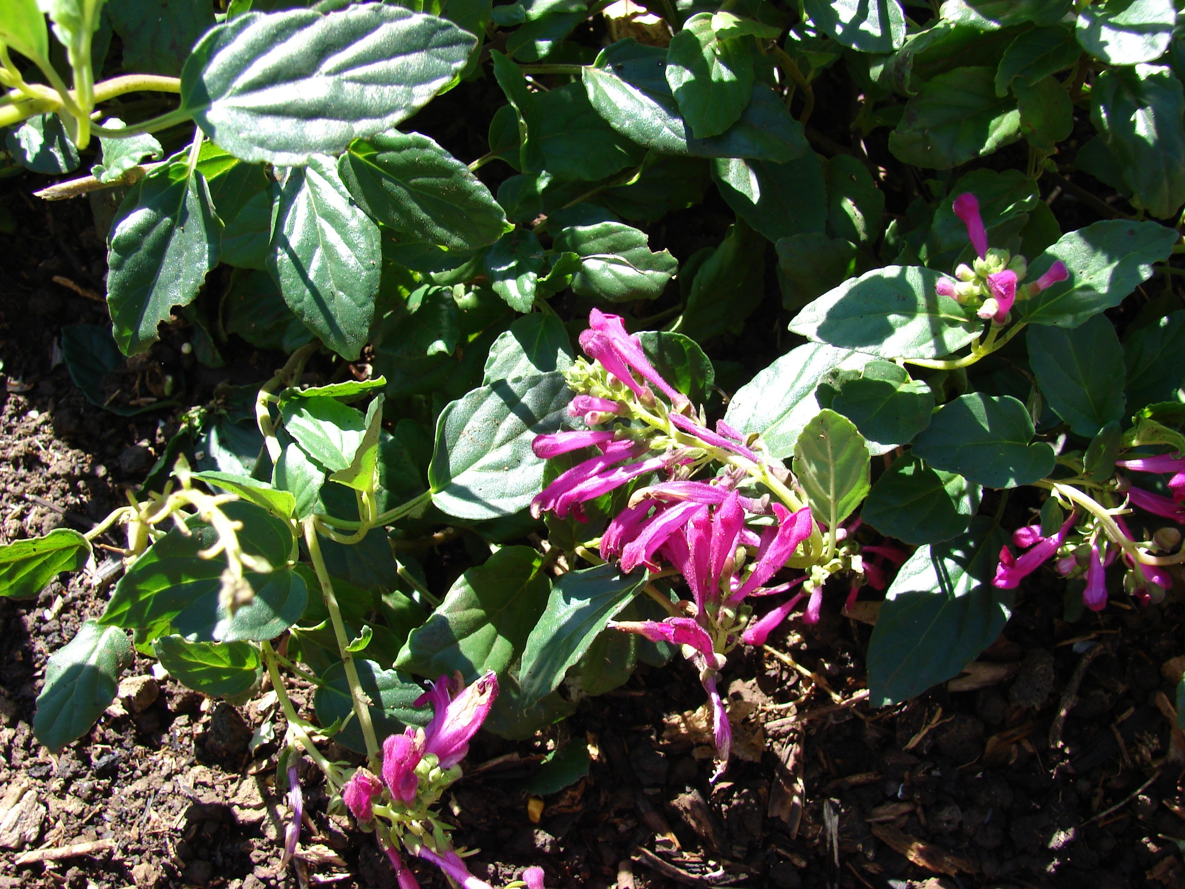 Skullcap, Pink — flowers or notable detail